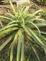 Agave bracteosa