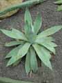 Agave celsii