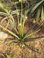 Agave difformis, Agave haynaldii