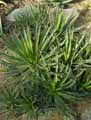 Agave filifera