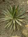 Agave filifera