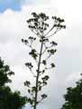 Agave parii