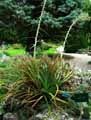 Agave parii