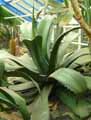 Agave salmiana var. Ferox