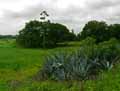 Agave sisalana