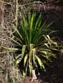 Agave sisalana