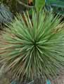 Agave stricta