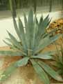 Agave tequilana