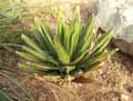 Agave victoriae reginae
