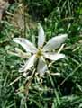 Anthericum liliago