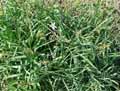 Asparagaceae-Anthericum-liliago-Phalangere-a-fleurs-de-Lis-Baton-de-Saint-Joseph-Herbe-a-l-araignee.jpg