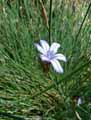 Aphyllanthes monspeliensis