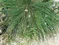 Asparagaceae-Aphyllanthes-monspeliensis-Aphyllante-de-Montpellier-Oeillet-bleu-de-Montpellier-Jonciole-Bragalou.jpg