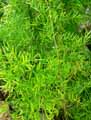 Asparagaceae-Asparagus-falcatus-Asperge-en-faux.jpg