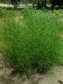Asparagaceae-Asparagus-maritimus-Asperge-maritime.jpg