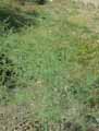 Asparagaceae-Asparagus-officinalis-ssp.-officinalis-Asparagus-pseudoscaber-Asperge-officinale.jpg