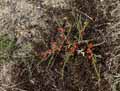Asparagus officinalis ssp. prostratus