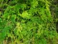 Asparagus plumosus