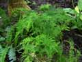 Asparagaceae-Asparagus-plumosus-Asparagus-des-fleuristes.jpg