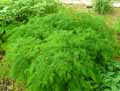 Asparagaceae-Asparagus-tenuifolius-Asperge-a-feuilles-fines.jpg