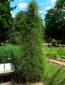 Asparagaceae-Asparagus-verticillatus-Asparagus.jpg