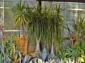 Beaucarnea recurvata