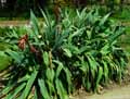 Asparagaceae-Beschorneria-yuccoides-Beschorneria.jpg