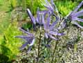 Camassia cusickii