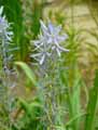 Camassia cusickii