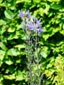 Camassia cusickii