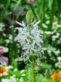 Camassia cusickii