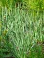 Camassia cusickii