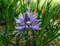 Camassia leichtlinii