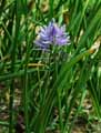 Camassia leichtlinii