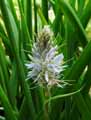 Camassia montana