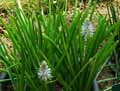 Camassia montana