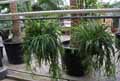Asparagaceae-Chlorophytum-comosum-Chlorophytum-chevelu-Phalangium-Phalangere-Plante-araignee.jpg