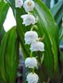 Convallaria majalis