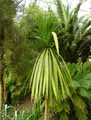 Cordyline indivisa