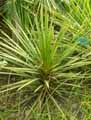 Asparagaceae-Cordyline-indivisa-Cordyline-Cabbage-tree.jpg