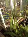 Cordyline stricta Volkaerti