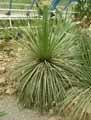 Dasylirion acrotrichum