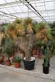 Dasylirion acrotrichum
