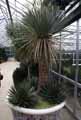 Dasylirion glaucophyllum