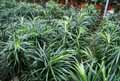 Dracaena