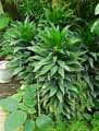 Dracaena deremensis