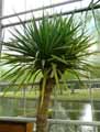 Dracaena draco