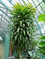 Dracaena fragrans