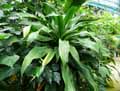 Dracaena hookeriana