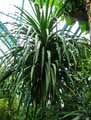 Dracaena loureiri